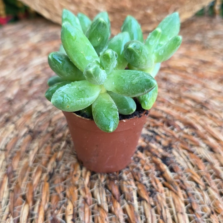 Sedum adolphii – Canlı Dekoratif Sukulent - görsel 2