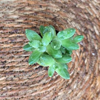Sedum adolphii – Canlı Dekoratif Sukulent - görsel 3