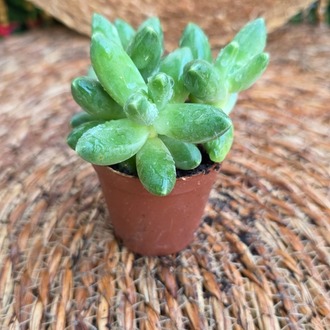 Sedum adolphii – Canlı Dekoratif Sukulent - görsel 4