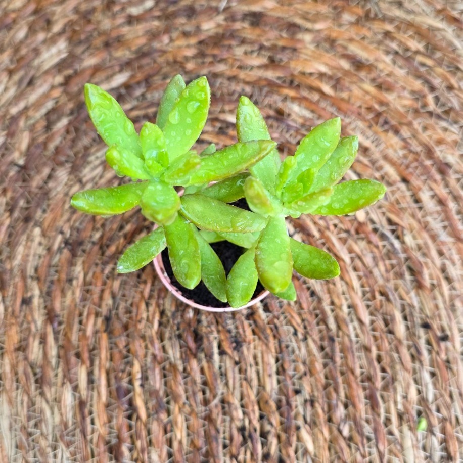 Sedum adolphii (Golden Sedum) – Canlı Dekoratif Sukulent - görsel 2