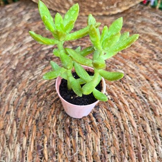 Sedum adolphii (Golden Sedum) – Canlı Dekoratif Sukulent - görsel 3