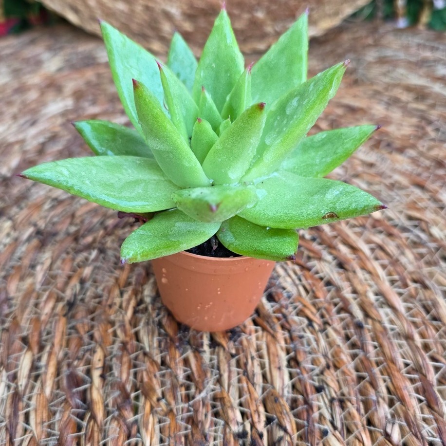 Echeveria agavoides Sukulent Fidesi – Canlı Yeşil Süs Bitkisi - görsel 2