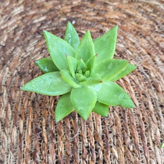 Echeveria agavoides Sukulent Fidesi – Canlı Yeşil Süs Bitkisi - görsel 3