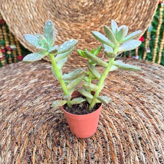 Graptosedum Sukulent Fidesi – Canlı Pastel Renkli Süs Bitkisi - görsel 2