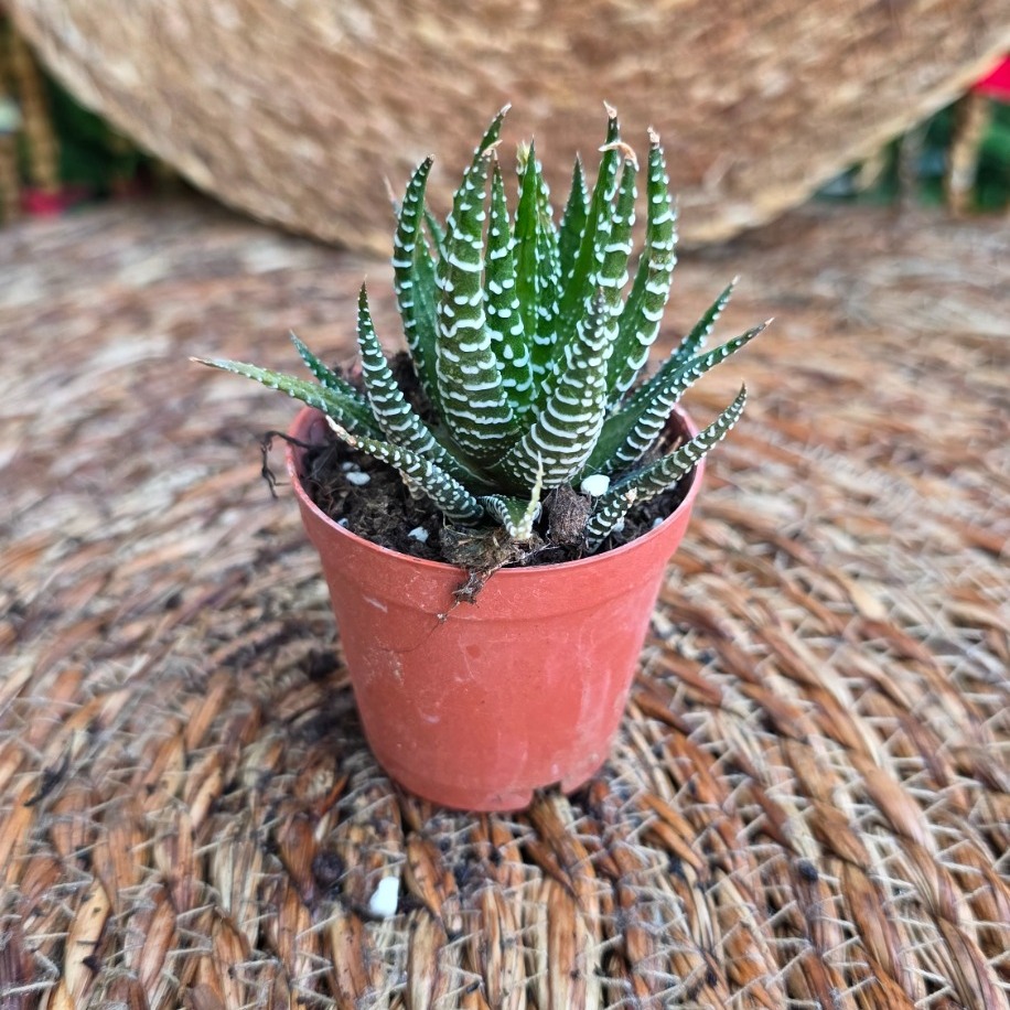 Haworthia (Zebra Sukulenti) Fidesi – Canlı Çizgili Süs Bitkisi - görsel 2