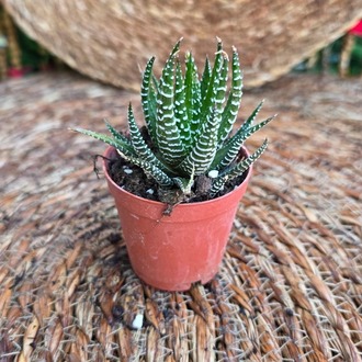 Haworthia (Zebra Sukulenti) Fidesi – Canlı Çizgili Süs Bitkisi - görsel 4