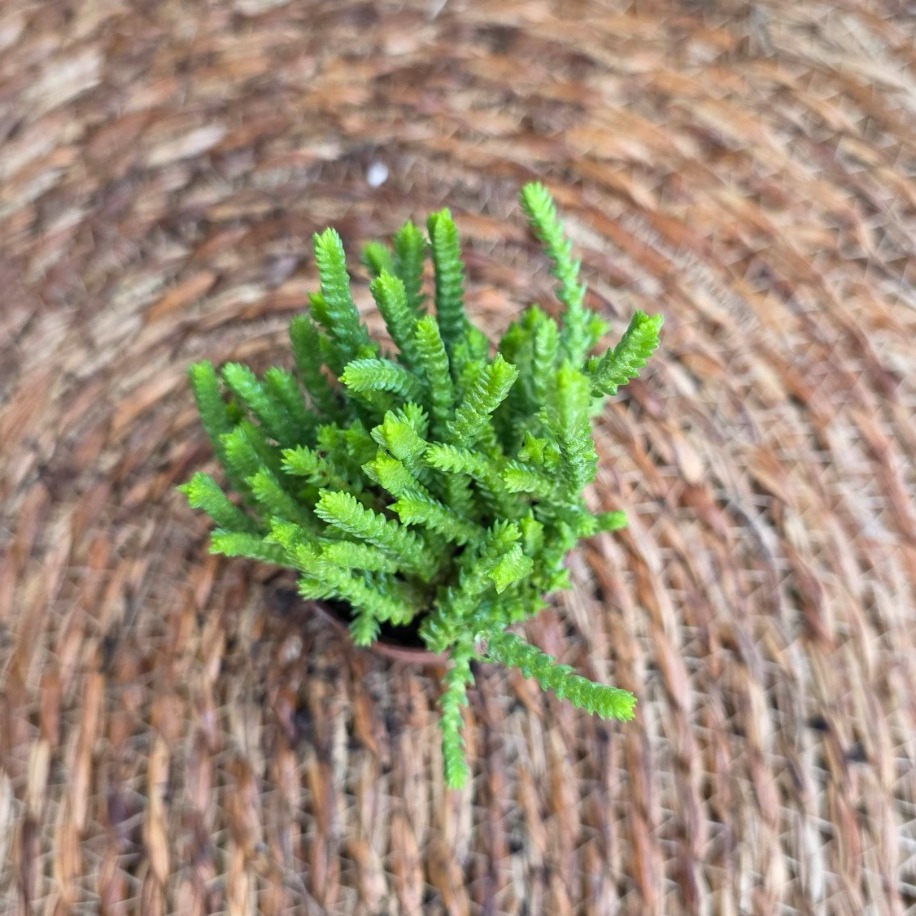 Prenses Çamı Sukulenti (Crassula muscosa) Fidesi – Canlı Yeşil Süs Bitkisi - görsel 2