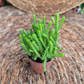 Prenses Çamı Sukulenti (Crassula muscosa) Fidesi – Canlı Yeşil Süs Bitkisi - görsel 3