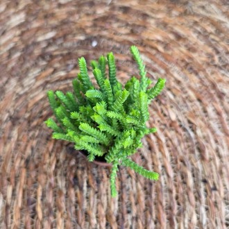 Prenses Çamı Sukulenti (Crassula muscosa) Fidesi – Canlı Yeşil Süs Bitkisi - görsel 4