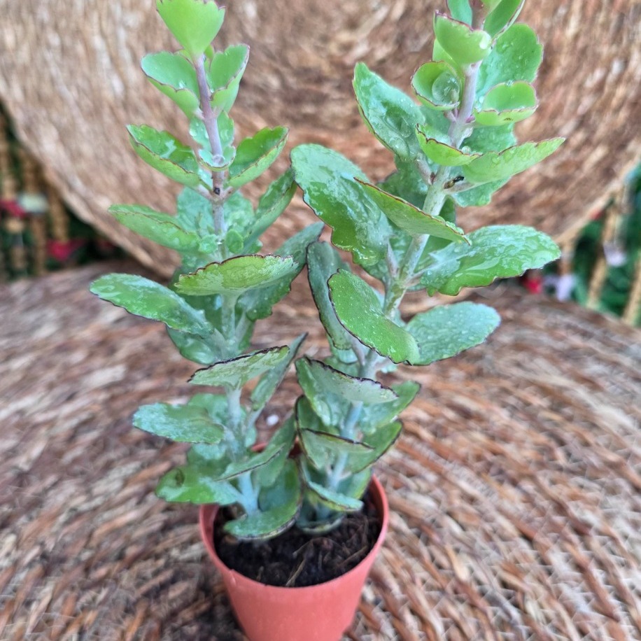 Kalanchoe fedtschenkoi Fidesi – Canlı Pembe Kenarlı Süs Bitkisi - görsel 2