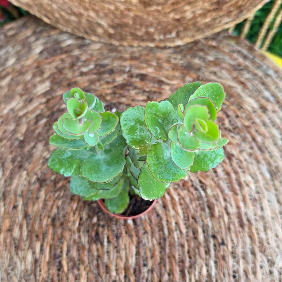 Kalanchoe fedtschenkoi Fidesi – Canlı Pembe Kenarlı Süs Bitkisi - görsel 3