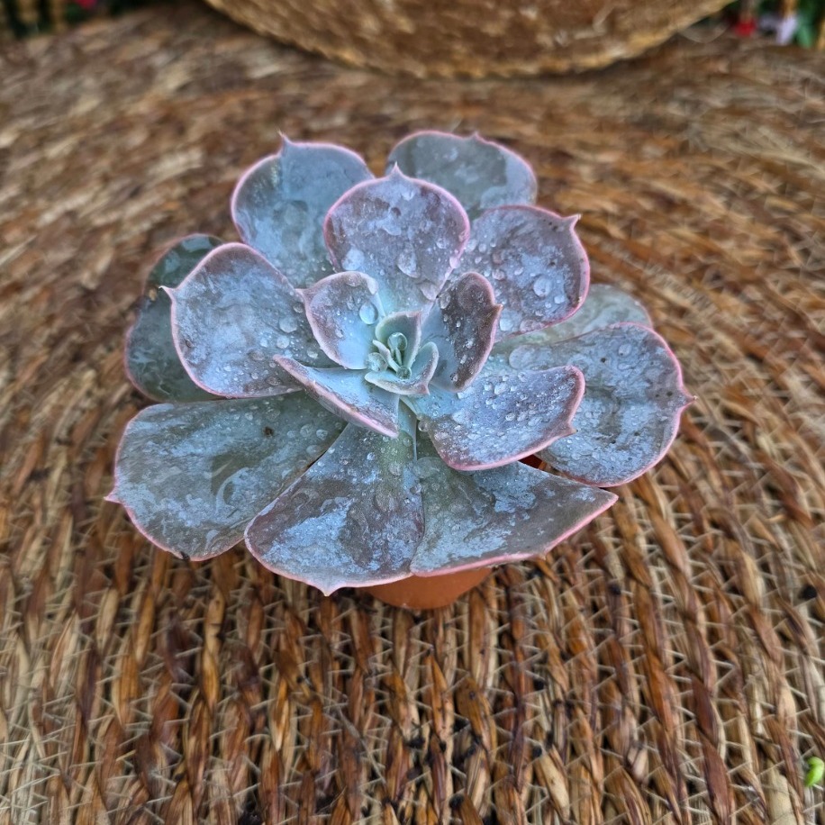 Echeveria 'Perle von Nurnberg' Fidesi – Canlı Pastel Mor Süs Bitkisi - görsel 2