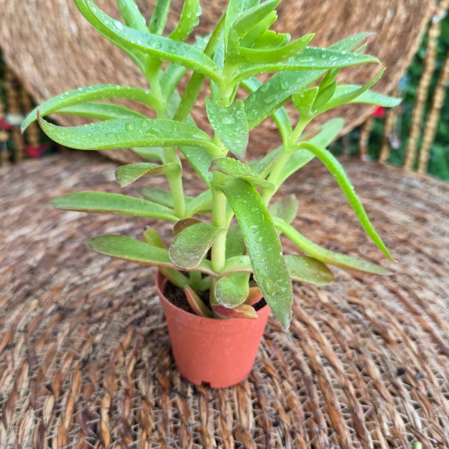 Crassula capitella (Campfire / Alev Sukulenti) Fidesi – Canlı Süs Bitkisi - görsel 2