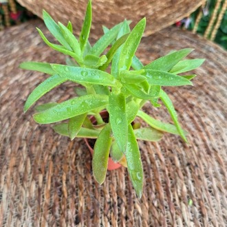 Crassula capitella (Campfire / Alev Sukulenti) Fidesi – Canlı Süs Bitkisi - görsel 3
