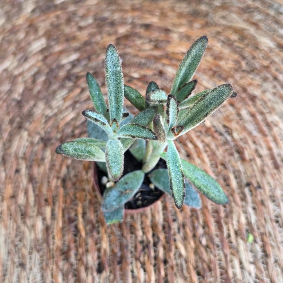 Tavşan Kulağı Sukulenti (Kalanchoe tomentosa) Fidesi – Canlı Kadife Süs Bitkisi - görsel 2