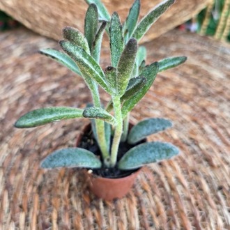 Tavşan Kulağı Sukulenti (Kalanchoe tomentosa) Fidesi – Canlı Kadife Süs Bitkisi - görsel 3