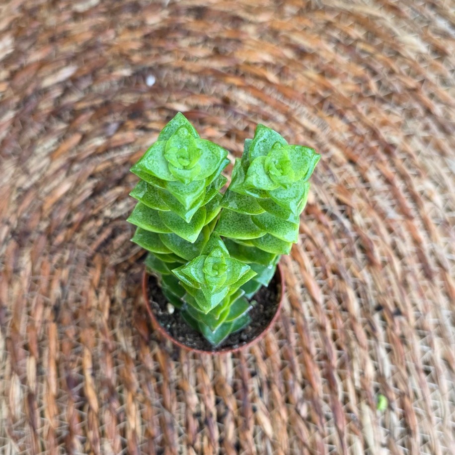 Kolye Sukulenti (Crassula perforata) Fidesi – Canlı Süs Bitkisi - görsel 2