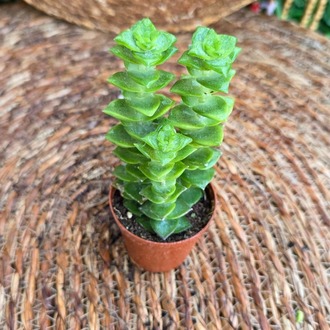 Kolye Sukulenti (Crassula perforata) Fidesi – Canlı Süs Bitkisi - görsel 3
