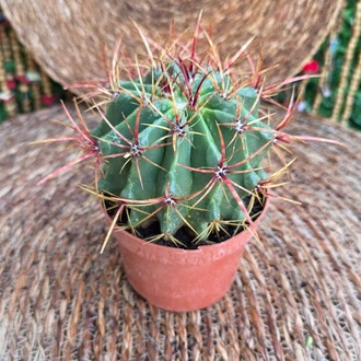 Ferocactus (Kırmızı Dikenli Kaktüs) Fidesi – Canlı Süs Bitkisi - görsel 2