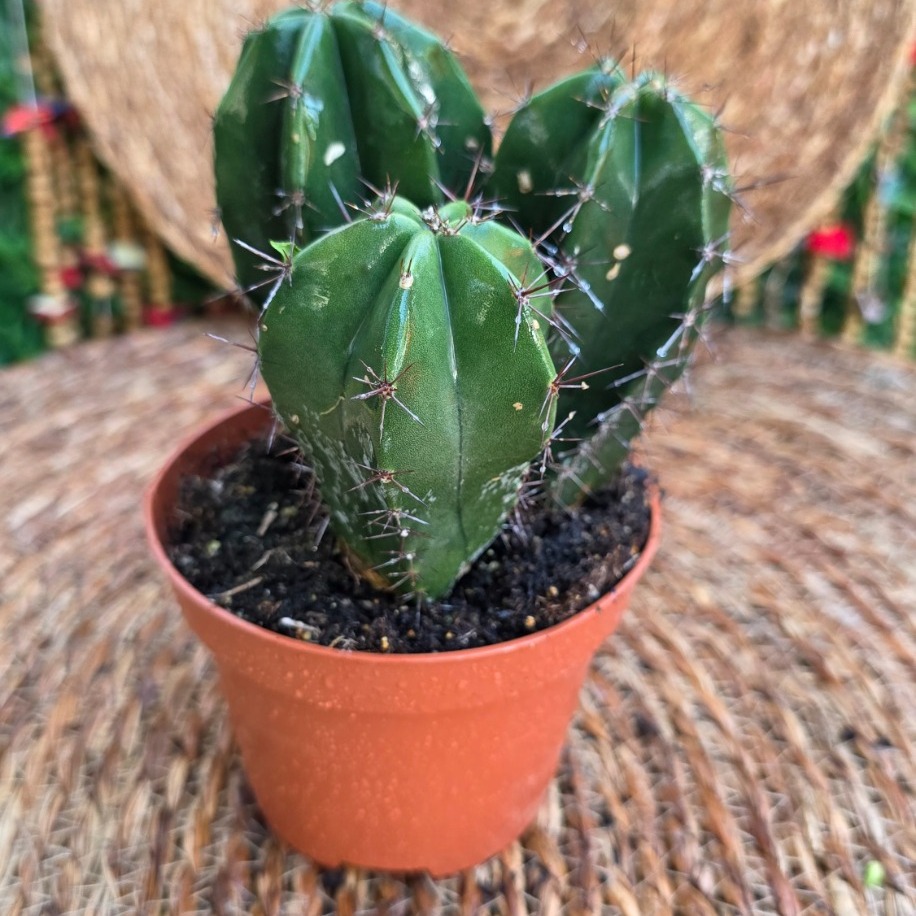 Domino Kaktüs (Echinopsis subdenudata) Fidesi – Canlı Süs Bitkisi - görsel 3