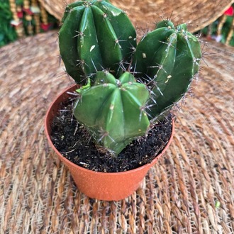 Domino Kaktüs (Echinopsis subdenudata) Fidesi – Canlı Süs Bitkisi - görsel 4