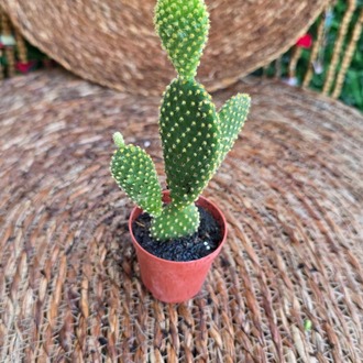 Tavşan Kulağı Kaktüsü (Opuntia microdasys) Fidesi – Canlı Süs Bitkisi - görsel 2