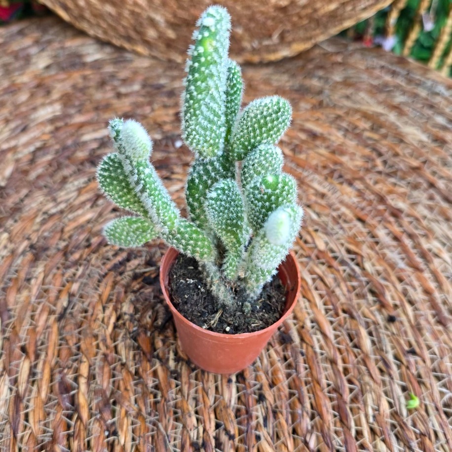 Beyaz Tavşan Kulağı Kaktüsü (Opuntia albispina) Fidesi – - görsel 2