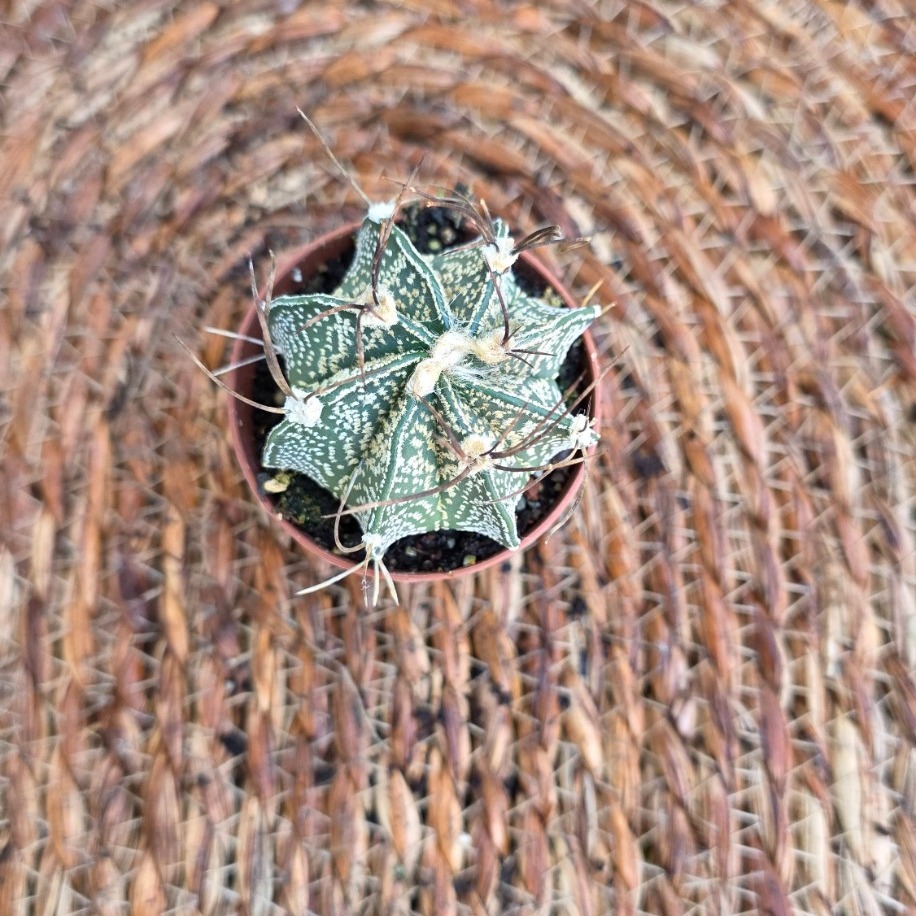Astrophytum Yıldız Kaktüsü Fidesi – Canlı Süs Bitkisi - görsel 2