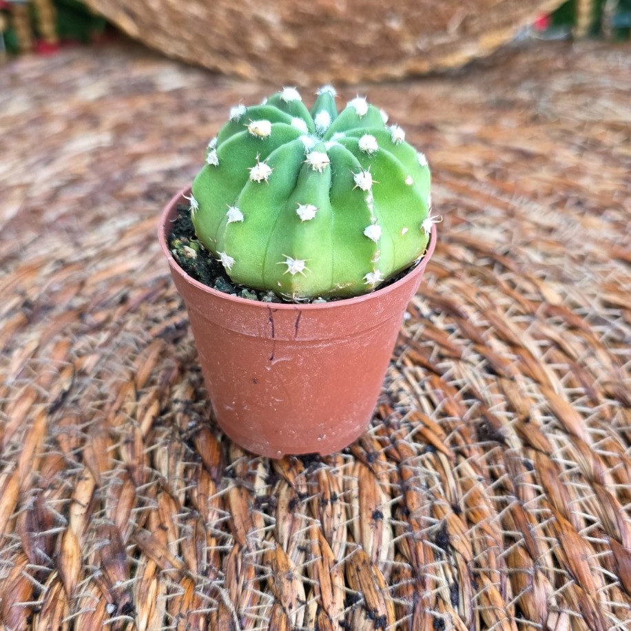 Domino Kaktüs (Echinopsis subdenudata) Mini Fidesi – Canlı Süs Bitkisi - görsel 2