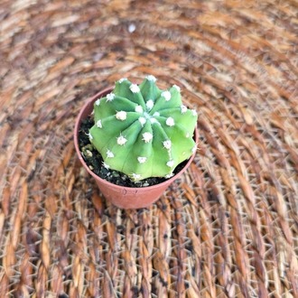 Domino Kaktüs (Echinopsis subdenudata) Mini Fidesi – Canlı Süs Bitkisi - görsel 3