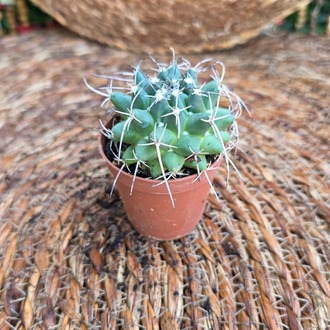 Mammillaria Yıldız Dikenli Kaktüs Fidesi – Canlı Süs Bitkisi - görsel 4