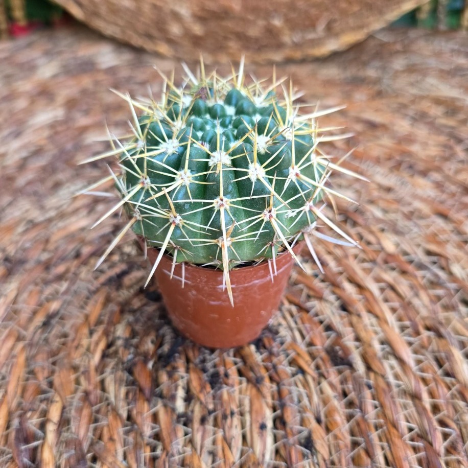 Altın Fıçı Kaktüsü (Echinocactus grusonii) Fidesi – Canlı Süs Bitkisi - görsel 2