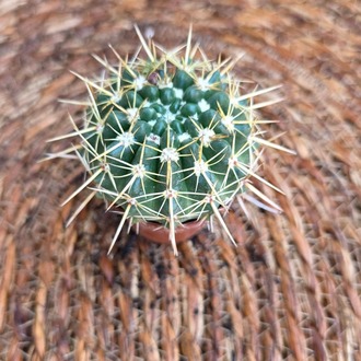 Altın Fıçı Kaktüsü (Echinocactus grusonii) Fidesi – Canlı Süs Bitkisi - görsel 3