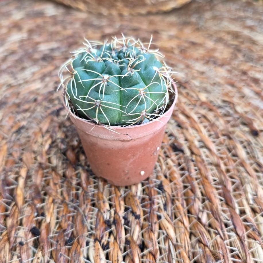 Gymnocalycium Çene Kaktüsü Fidesi – Canlı Süs Bitkisi - görsel 2