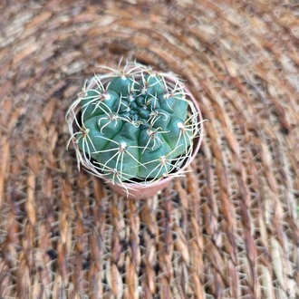 Gymnocalycium Çene Kaktüsü Fidesi – Canlı Süs Bitkisi - görsel 3