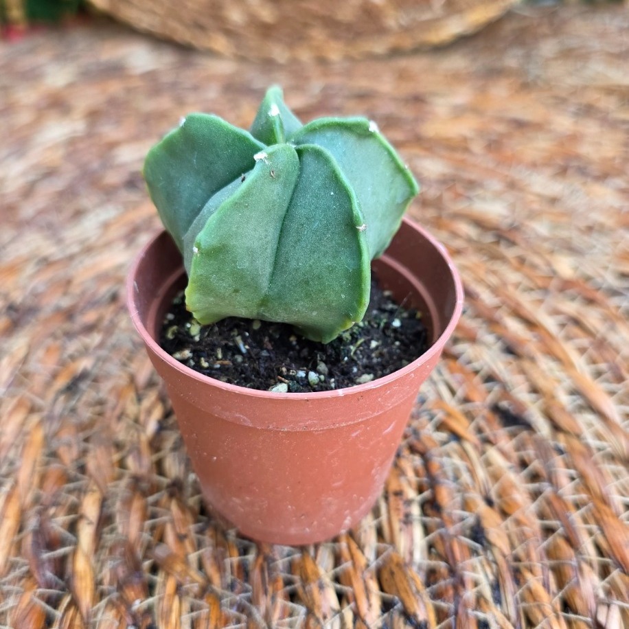 Astrophytum Nudum (Piskopos Tacı) Fidesi – Canlı Süs Bitkisi - görsel 2