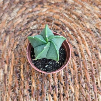 Astrophytum Nudum (Piskopos Tacı) Fidesi – Canlı Süs Bitkisi - görsel 3