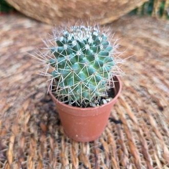 Mammillaria Gümüş Dikenli Kaktüs Fidesi – Canlı Süs Bitkisi - görsel 4