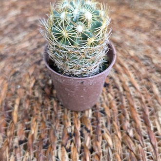 Mammillaria Altın Tepeli Kaktüs Fidesi – Canlı Süs Bitkisi - görsel 3