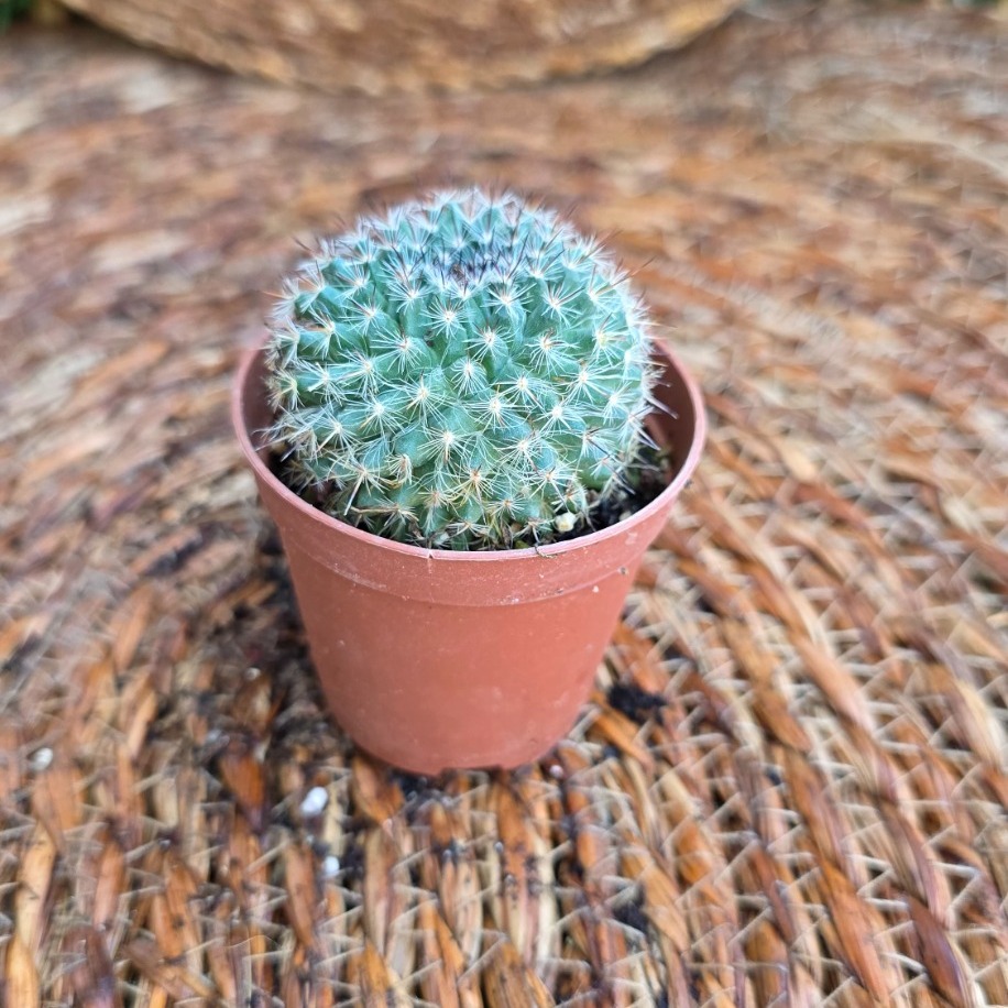 Gümüş Yıldız Kaktüsü (Mammillaria) Fidesi – Canlı Süs Bitkisi - görsel 2