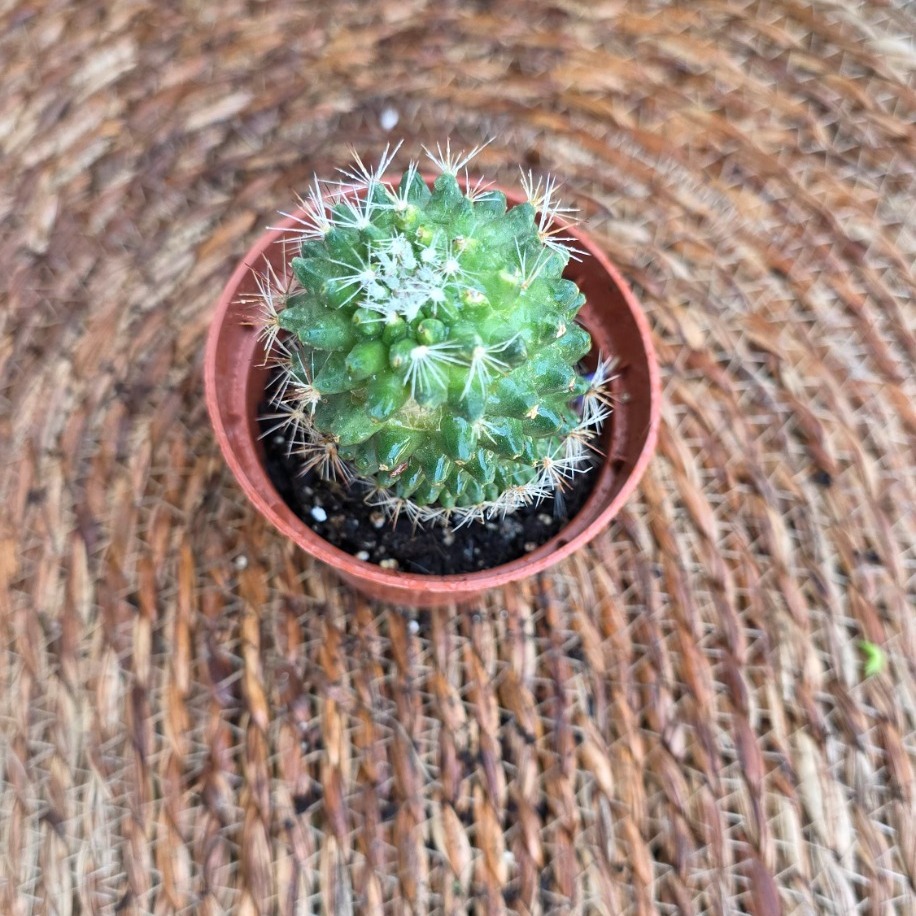 Kozalak Kaktüs (Mammillaria polythele) Fidesi – Canlı Süs Bitkisi - görsel 2