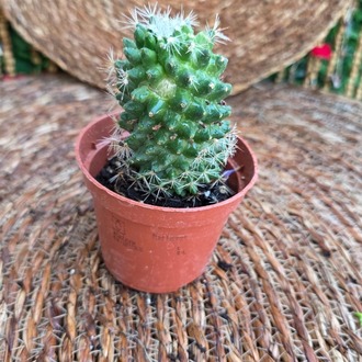 Kozalak Kaktüs (Mammillaria polythele) Fidesi – Canlı Süs Bitkisi - görsel 3