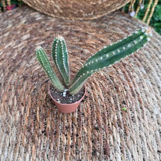 Echinopsis Tomurcuklu Çiçek Kaktüsü Fidesi – Canlı Süs Bitkisi - görsel 5