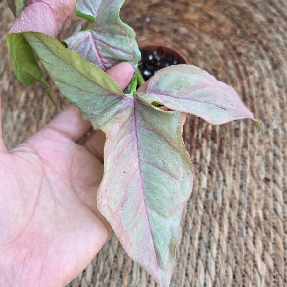 Syngonium Neon Robusta (Pembe Ok Başı) Mini Fidesi – Canlı Salon Bitkisi - görsel 2