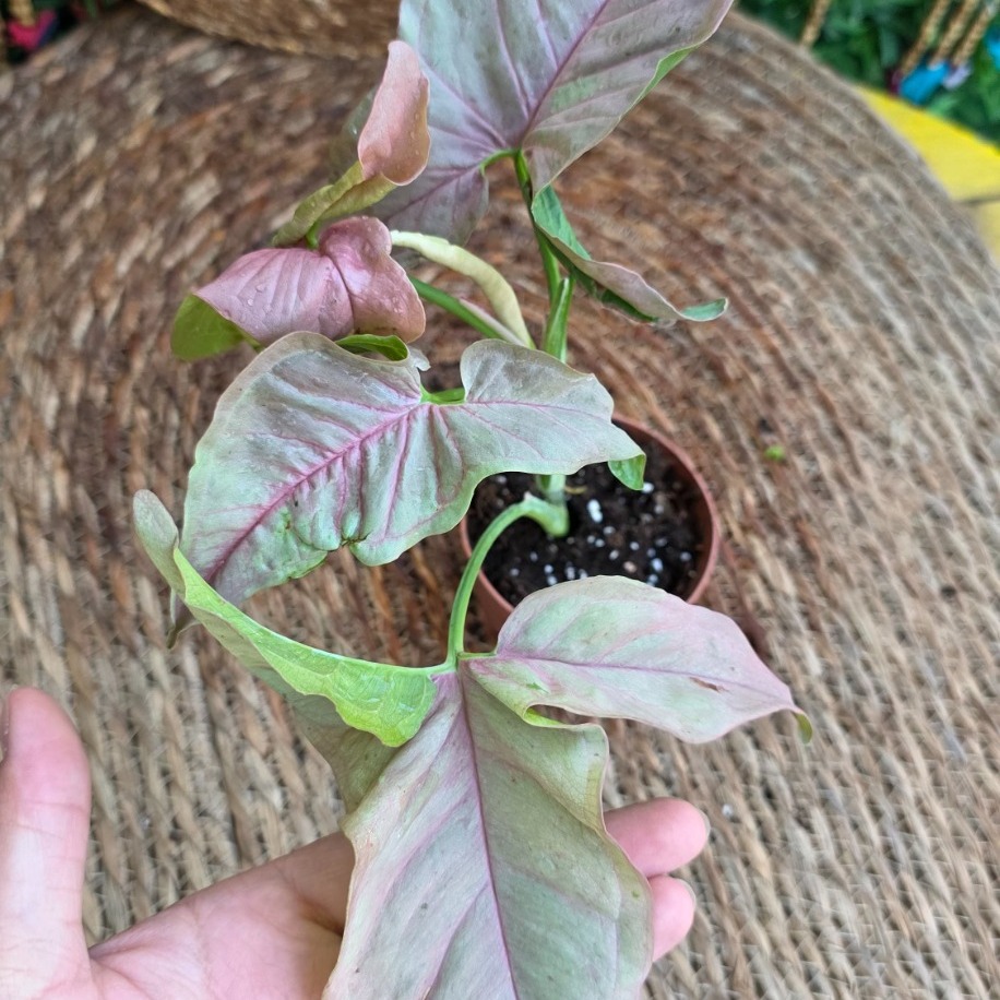 Syngonium Neon Robusta (Pembe Ok Başı) Mini Fidesi – Canlı Salon Bitkisi - görsel 3