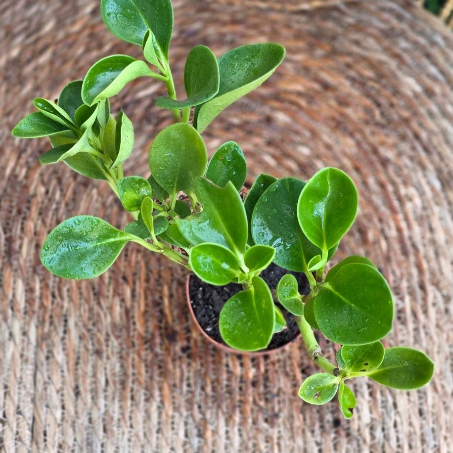 Peperomya (Peperomia) Mini Fidesi – Canlı Süs Bitkisi - görsel 3