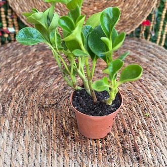 Peperomya (Peperomia) Mini Fidesi – Canlı Süs Bitkisi - görsel 5