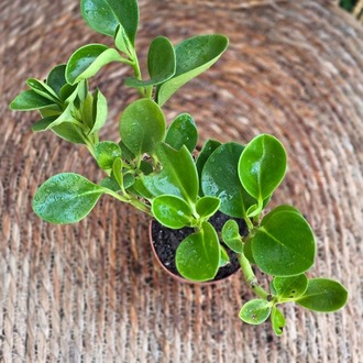 Peperomya (Peperomia) Mini Fidesi – Canlı Süs Bitkisi - görsel 6
