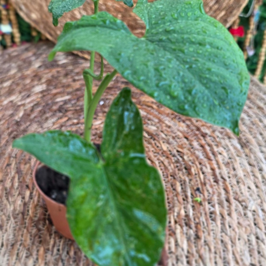 Syngonium (Ok Başı) Mini Fidesi – Canlı Süs Bitkisi - görsel 3