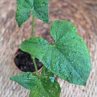 Syngonium (Ok Başı) Mini Fidesi – Canlı Süs Bitkisi - görsel 4
